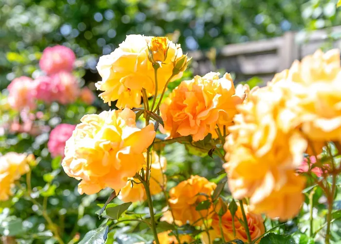 Rote Koje شقة Dagebüll